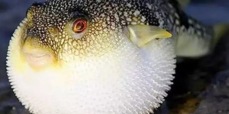 Balon balıkları için ‘karada ölüm’ uyarısı