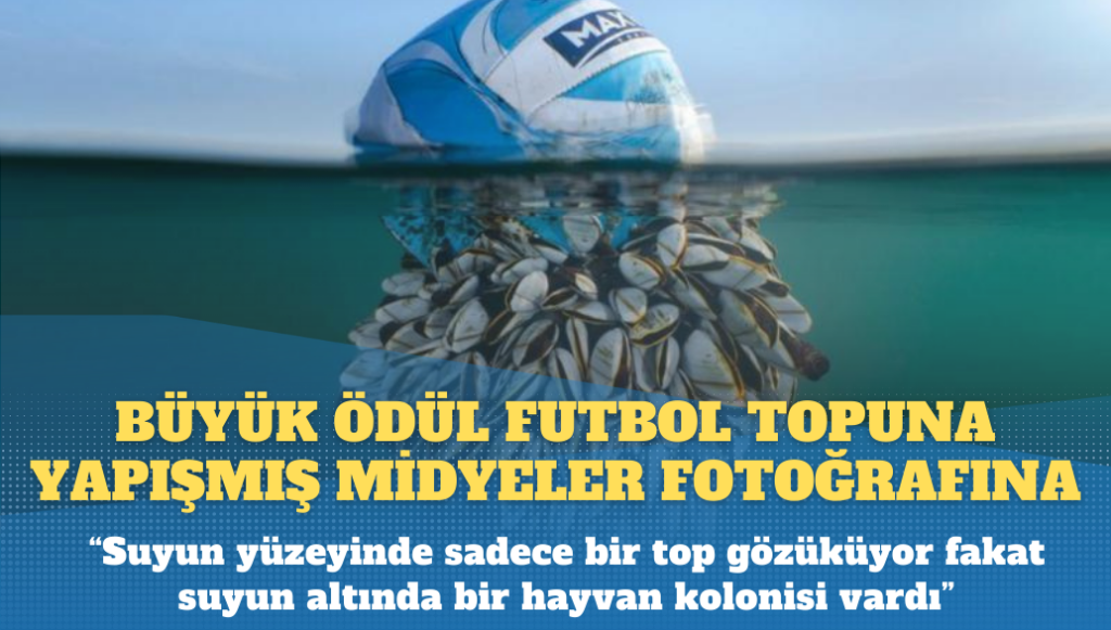 Britanya Vahşi Yaşam Fotoğraf Ödülleri açıklandı: Büyük ödül futbol topuna yapışmış midyeler fotoğrafına verildi