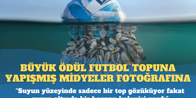 Britanya Vahşi Yaşam Fotoğraf Ödülleri açıklandı: Büyük ödül futbol topuna yapışmış midyeler fotoğrafına verildi