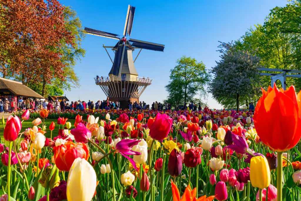 HOLLANDA | Dünyanın en büyük çiçek parkı Keukenhof, 75. kez açıldı