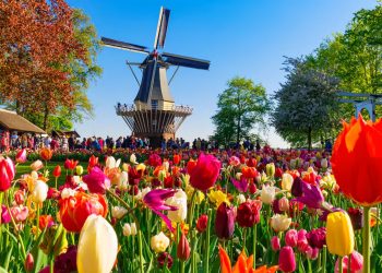 HOLLANDA | Dünyanın en büyük çiçek parkı Keukenhof, 75. kez açıldı
