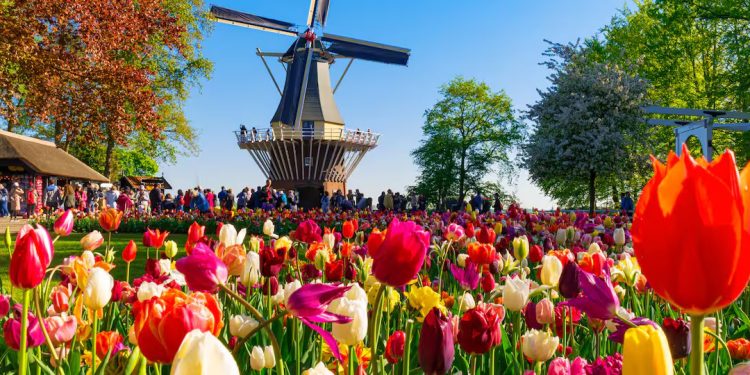 HOLLANDA | Dünyanın en büyük çiçek parkı Keukenhof, 75. kez açıldı