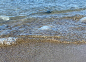 Hatay'da denizanası istilası: 14 kilometre sahili kapladılar