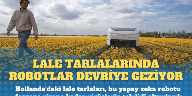Hollanda’da lale tarlalarında artık robotlar devriye geziyor