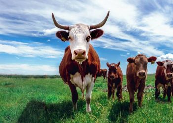 İneklerde kuş gribi tespit edildi