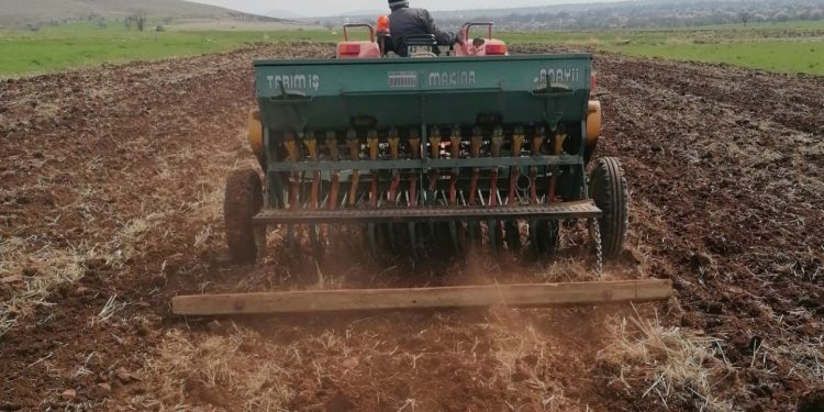 Konya'da ekimi başladı, kuraklığa dayanıklı: Dönüme 400 kilogram ürün veriyor!