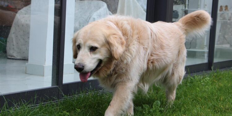 Köpeğin doktora havlaması sahibine pahalıya patladı