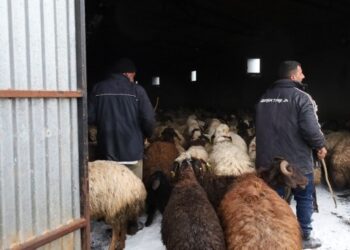 Depli besiciler dertli: Günü kurtarıyoruz