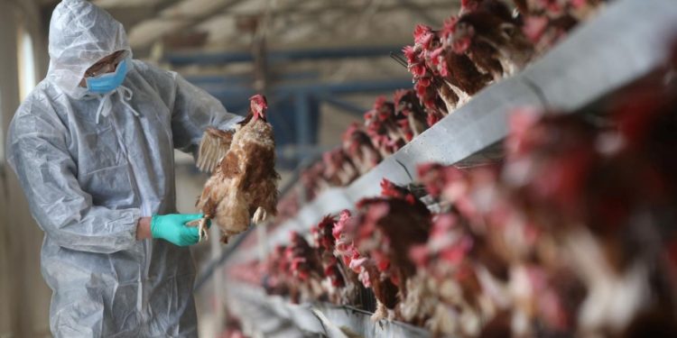 ABD’de kuş gribi krizi: “Kovid-19’dan 100 kat daha kötü olabilir”