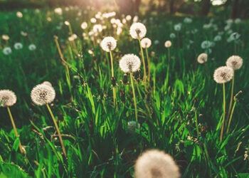 Uzmanı uyardı: Alerjik çocuklar, polenlerin yoğun olduğu saatlerde dışarıya çıkmamalı