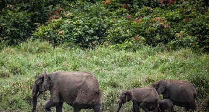 Botsvana’dan Almanya’ya ilginç tehdit