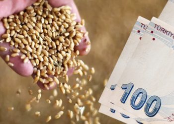 Çiftçinin elinde kaldı, TMO; buğday, arpa ve mısır fiyatlarına zam yaptı!