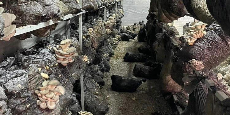 Konya'da ekimi yapıldı, üreticinin gözdesi oldu!