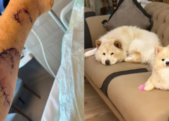 Linda'yı sevdi Tina kıskandı: Sahibinin bacağını parçaladı