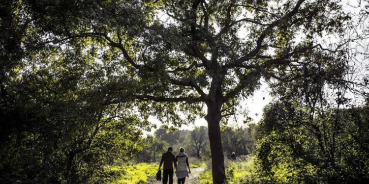 Kadıköy Belediyesi’nden Üsküdar Belediyesi’ne Validebağ daveti