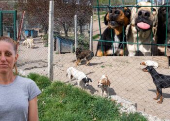 Bahçesinde 180 köpeğe bakan gönüllüye, 1 milyon 731 bin 600 lira para cezası verildi