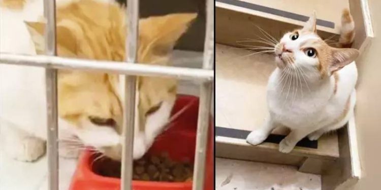 Kedi Faruk’tan iyi haber: “Hayati tehlikeyi atlattı”