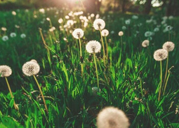 ‘Bahar alerjisi, üst solunum yolu enfeksiyonları ile karıştırılabilir’