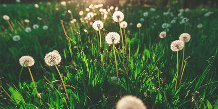 ‘Bahar alerjisi, üst solunum yolu enfeksiyonları ile karıştırılabilir’