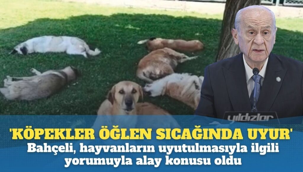 ‘Köpekler öğlen sıcağında uyur’: Bahçeli, sokak hayvanlarının uyutulmasıyla ilgili yorumuyla alay konusu oldu