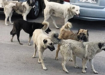 30 gün boyunca sahiplenilmeyen hayvanlar uyutulacak: Hayvanını sokağa atan 50 bin lira ceza