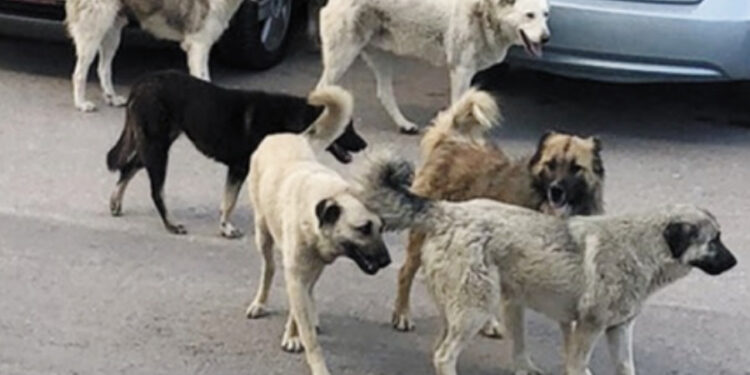 30 gün boyunca sahiplenilmeyen hayvanlar uyutulacak: Hayvanını sokağa atan 50 bin lira ceza