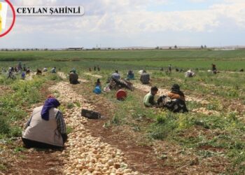 Mevsimlik işçilerin zorlu geçim mesaisi başladı