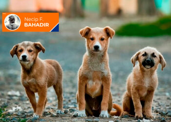 AKP’nin merhametsizliği; sokak hayvanlarını uyutmak!