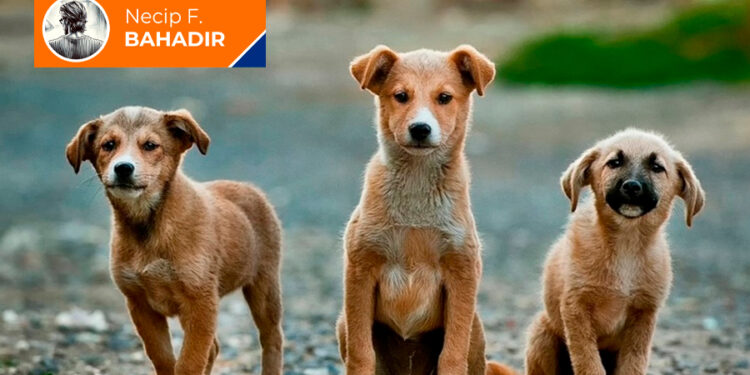 AKP’nin merhametsizliği; sokak hayvanlarını uyutmak!