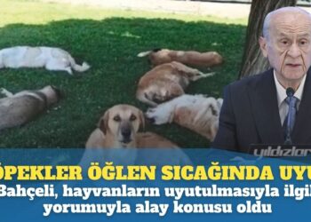 ‘Köpekler öğlen sıcağında uyur’: Bahçeli, sokak hayvanlarının uyutulmasıyla ilgili yorumuyla alay konusu oldu