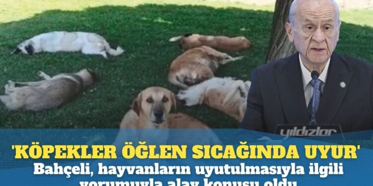 ‘Köpekler öğlen sıcağında uyur’: Bahçeli, sokak hayvanlarının uyutulmasıyla ilgili yorumuyla alay konusu oldu