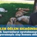 ‘Köpekler öğlen sıcağında uyur’: Bahçeli, sokak hayvanlarının uyutulmasıyla ilgili yorumuyla alay konusu oldu