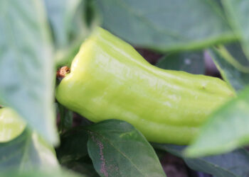 1 dönümden 3 ton ürün!