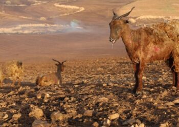 DEM Parti: Hiçbir felakette iktidar halkın yanında değil