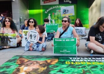 Hayvanlar için eylem: Canlılar hayatını kaybederken devlet seyirci kalıyor