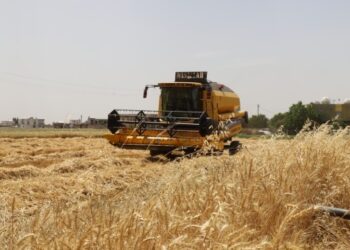 Hasat başladı, çiftçi buğday taban fiyatının açıklanmasını bekliyor