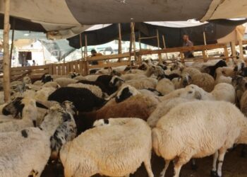 Besiciler borçluların korkusundan evlerine dönemiyor