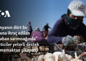 Dünyaya ihraç edilen Araban sarımsağında üreticiler yeterli destek alamamaktan şikayetçi