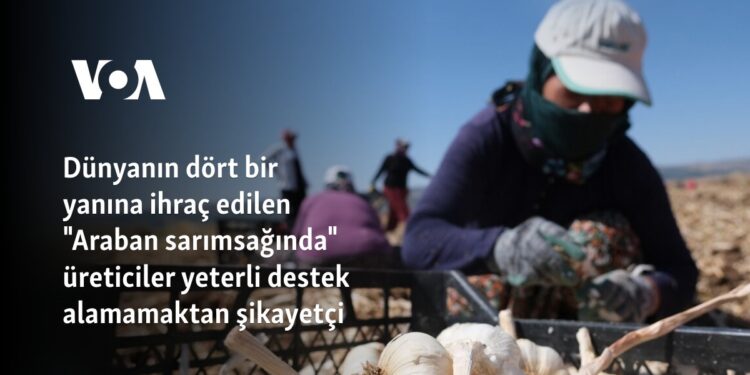 Dünyaya ihraç edilen Araban sarımsağında üreticiler yeterli destek alamamaktan şikayetçi