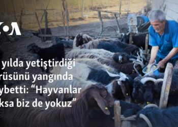 20 yılda yetiştirdiği sürüsünü yangında kaybetti: “Hayvanlar yoksa biz de yokuz”