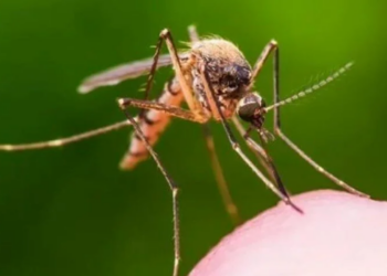 ABD'de doktorlar dang humması tehlikesine karşı teyakkuzda: Sivri sineklerden bulaşıyor