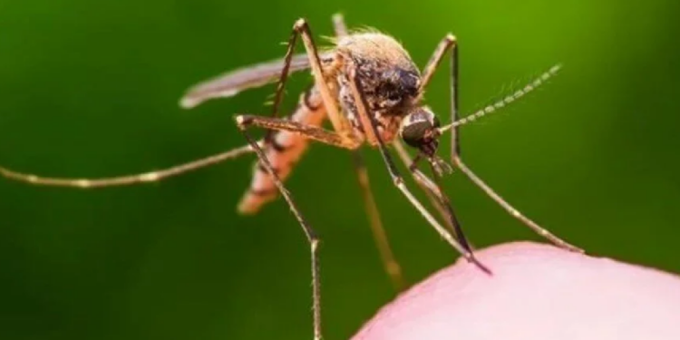 ABD'de doktorlar dang humması tehlikesine karşı teyakkuzda: Sivri sineklerden bulaşıyor