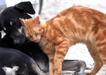 AB'den bir ilk: Kedi ve köpeklerin refahı için yasa çıkartılıyor