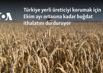 Türkiye yerli üreticiyi korumak için Ekim ayı ortasına kadar buğday ithalatını durduruyor