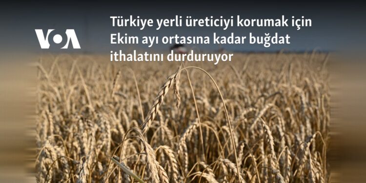 Türkiye yerli üreticiyi korumak için Ekim ayı ortasına kadar buğday ithalatını durduruyor