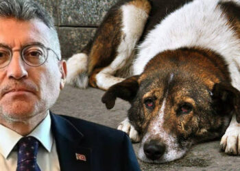 AKP'li Güler'den "sokak hayvanları" açıklaması: "Uyutulma" olmak zorunda, yasada "ötanazi" olarak geçecek