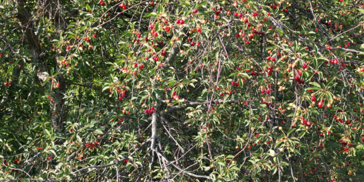Afyonkarahisar'da hasadı başladı, rekolte umut vermedi: Tarlada kilosu 20 TL!