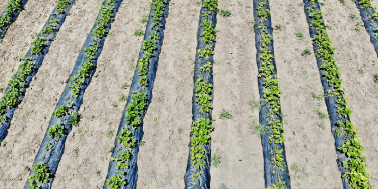 Ağrı'da yetişmez denildi, hasadı başladı: 400 ton ürün!