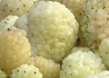 Ankara'da zorlu hasat başladı, zamanla yarışılıyor: 2 saatte yapılıyor!