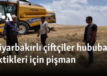 Diyarbakırlı çiftçiler hububat ektikleri için pişman  